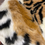 Thumbnail: Faux Fur Tiger Rug 110cm x 80 cm