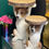 Thumbnail: Jack Russell Slice Trunk Table Two Sizes