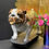 Thumbnail: Large Bulldog Dog on a Skateboard Ornament 46cm