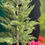 Thumbnail: Large Potted Conifer Tree 120cm