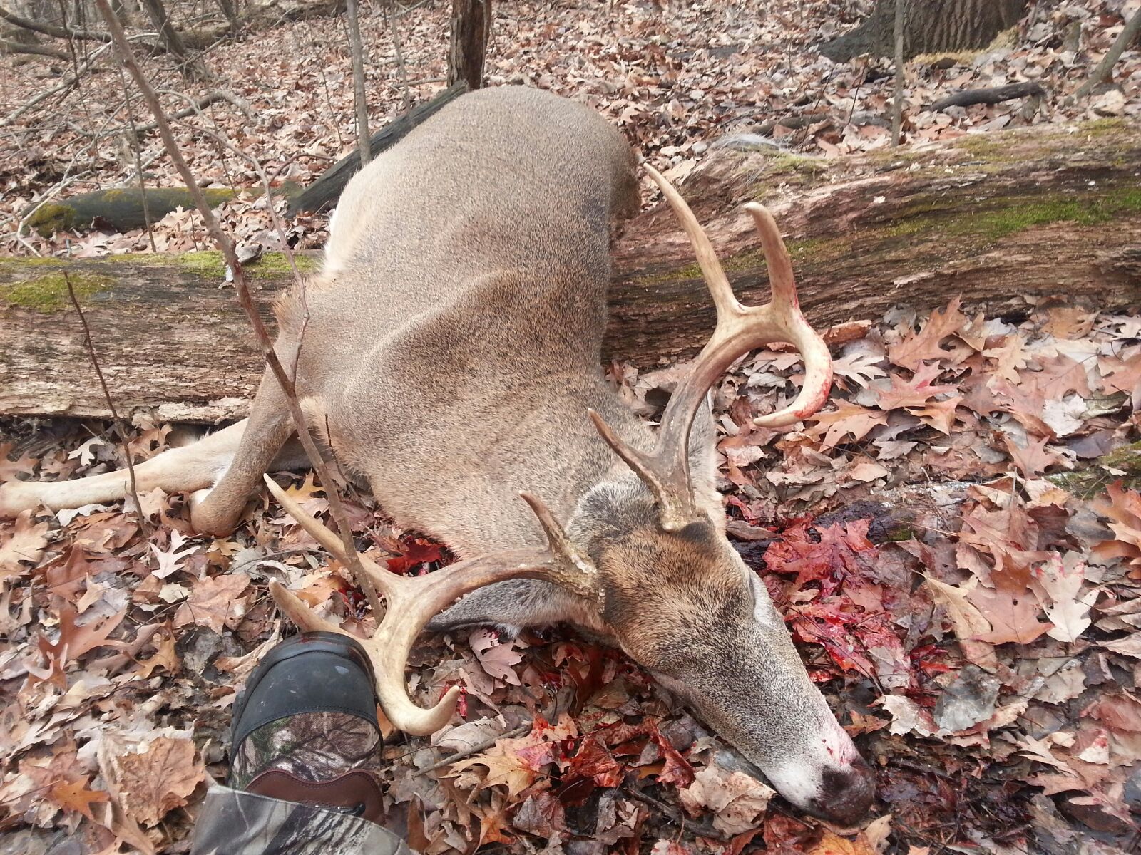 2012 Bow Season
