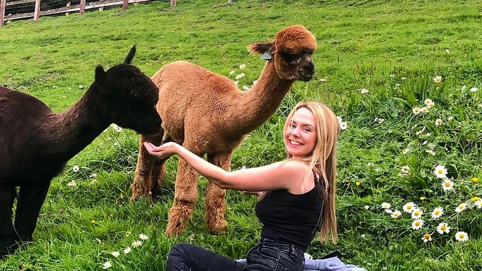 Ty-Coppi Alpaca Walking