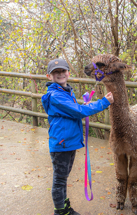 alpacas experience for the family