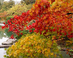 Autumn Pond _edited.png