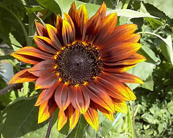 CAM00957.jpg
