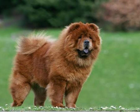 What You Need to Know Before You Adopt a Chow Chow