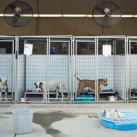 Premium Pet Boarding: A Luxury Vacation for Your Dog