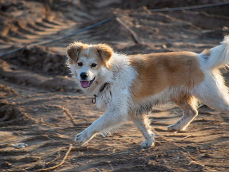 How to Keep Your Dog Comfortable During Outdoor Activities?