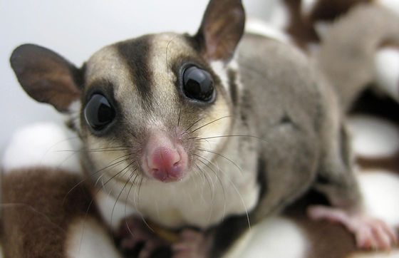 Complete Guide To Cleaning A Sugar Glider Cage (Tutorial)