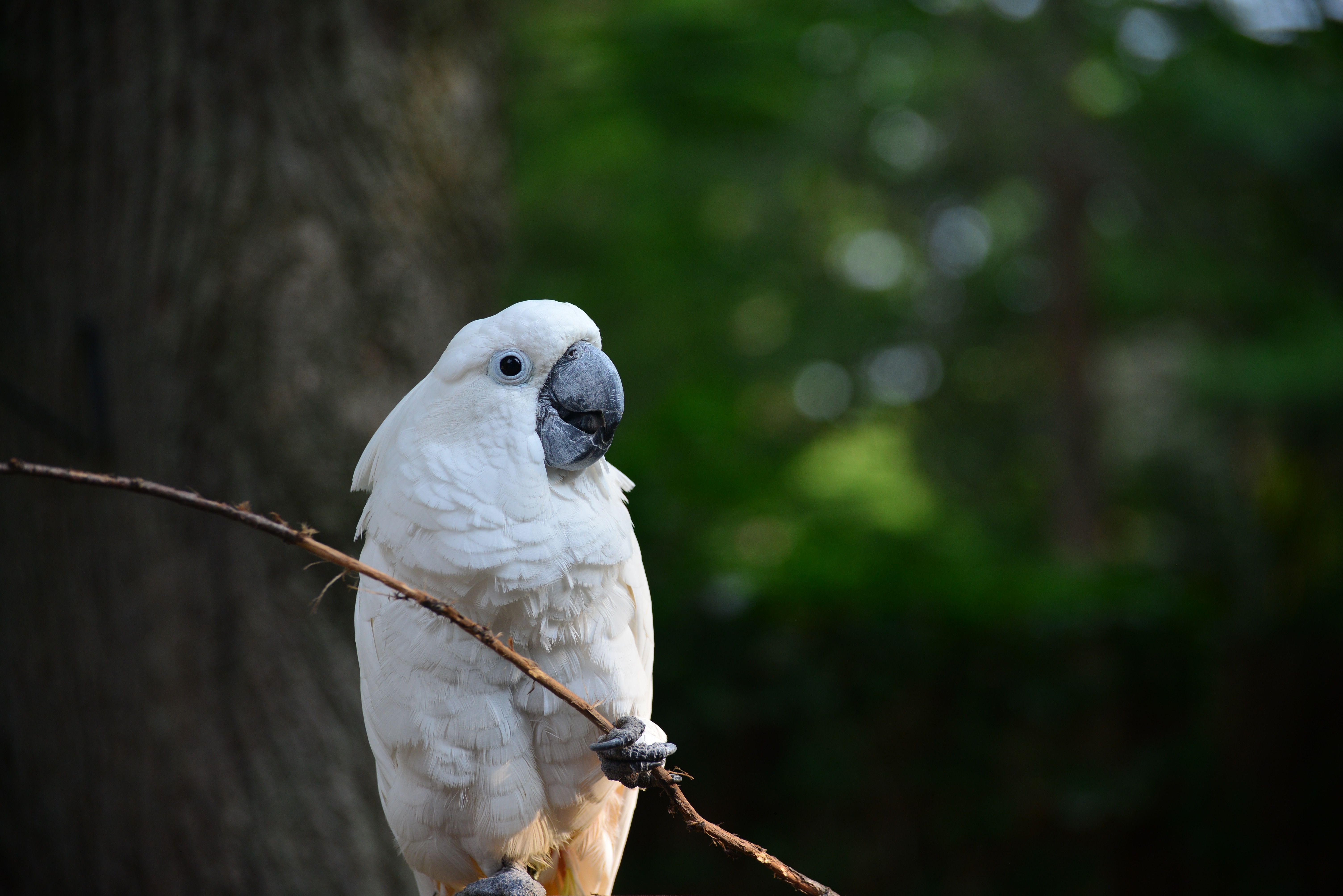 Long Island Bird & Exotics Veterinary Clinic