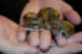 Snake