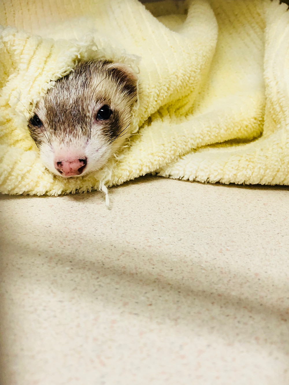 pet ferret | Ferret and exotic pet vet | LIBEVC