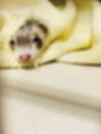 pet ferret | Ferret and exotic pet vet | LIBEVC