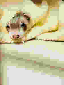 pet ferret | Ferret and exotic pet vet | LIBEVC