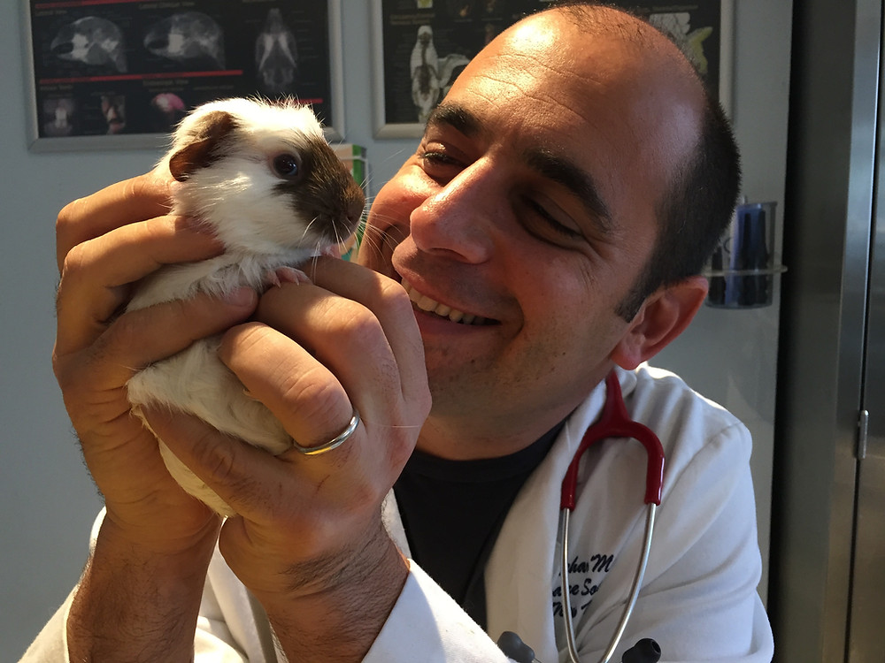 Dr Shachar Malka - Guinea Pig Vet in NY / NJ
