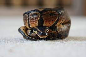 Most Common Health Concerns - Ball Python