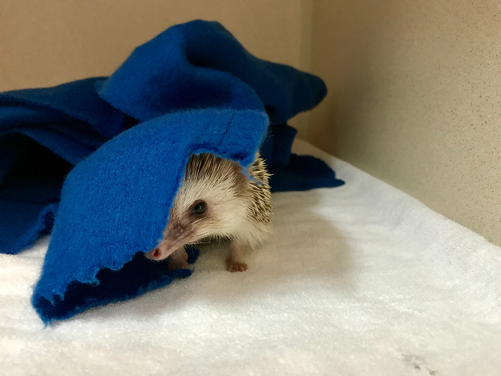 pet hedgehog | hedgehog vet care | LIBEVC