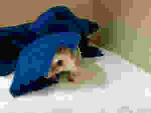 pet hedgehog | hedgehog vet care | LIBEVC