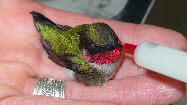 long island birds and exotics