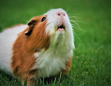 how to care for a guinea pig