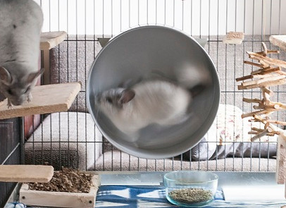 chinchilla wheel