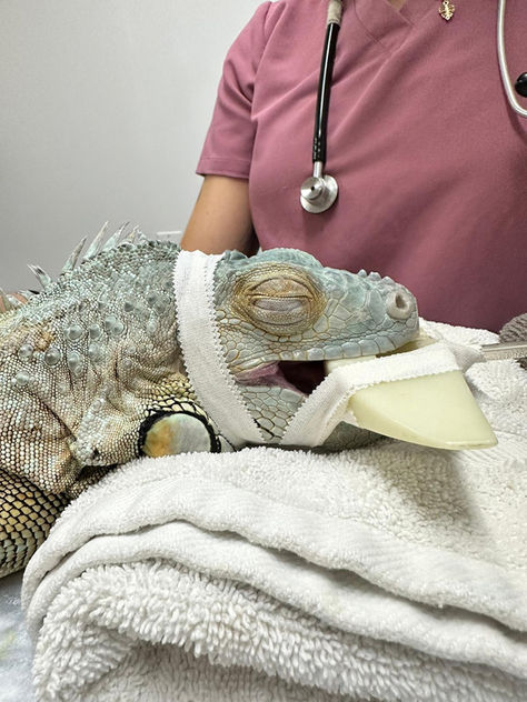 Green Iguana Cystotomy (Bladder Stone Removal) for Queens Patient at Long Island Bird & Exotics Veterinary Clinic