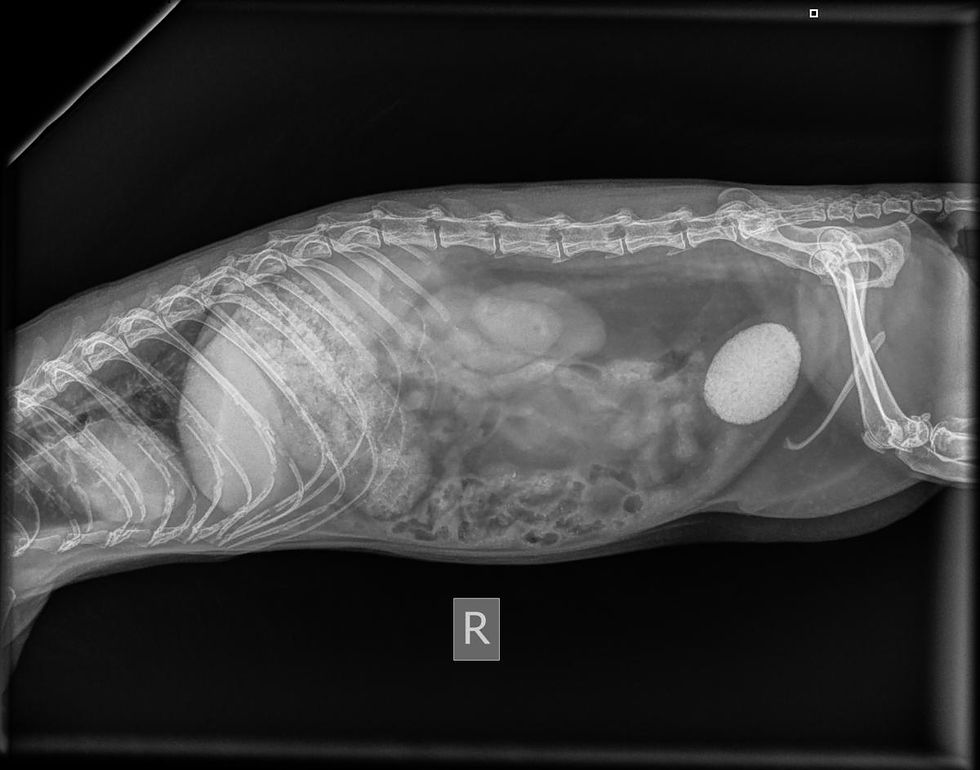 neutered male ferret