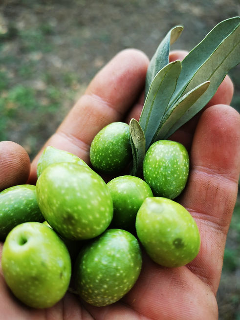 a I prasini elia .jpg