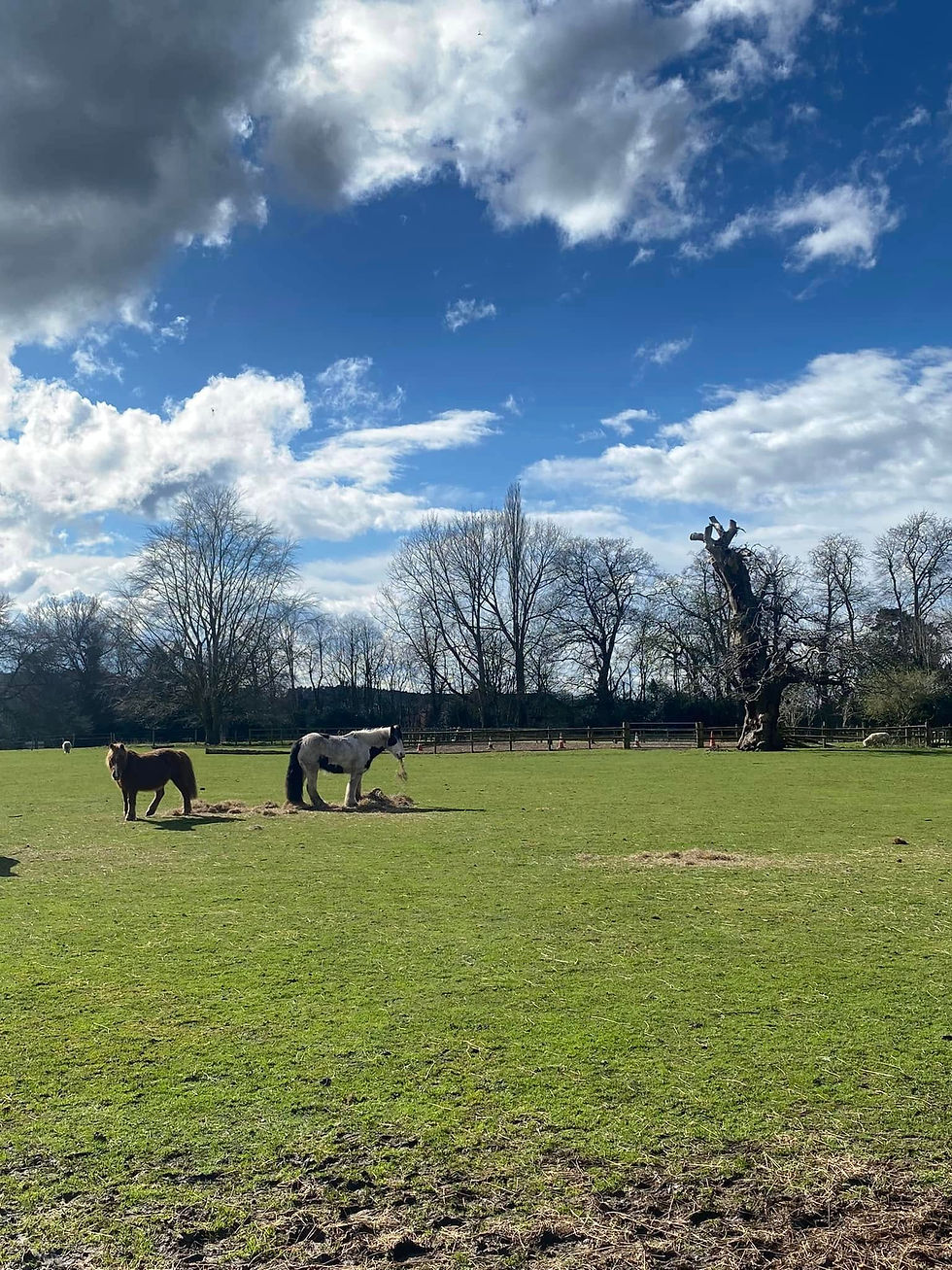 horse eating grass.jpg