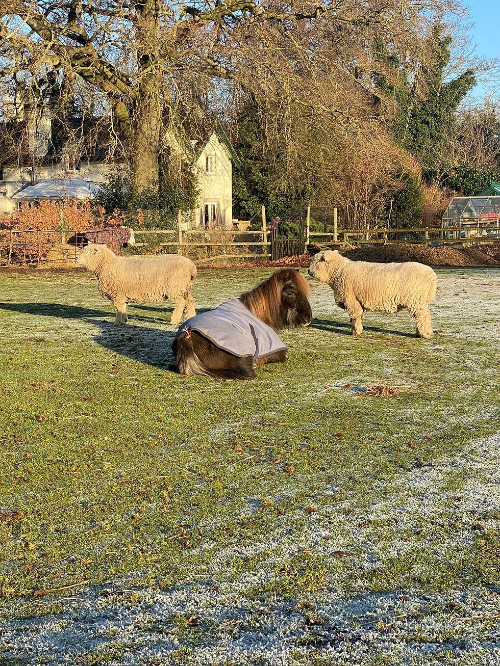 sheep and pony.jpg