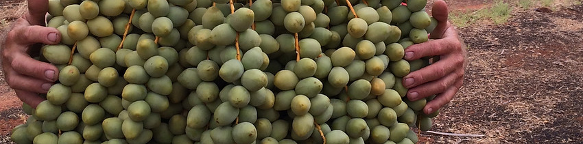 Riverland Organic Dates