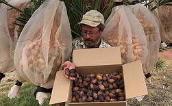 Gurra Downs Dates
