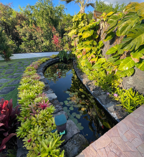 Koi pond