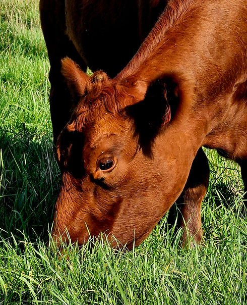 Picture of one of our Red Angus heifers named Paige, eating grass.