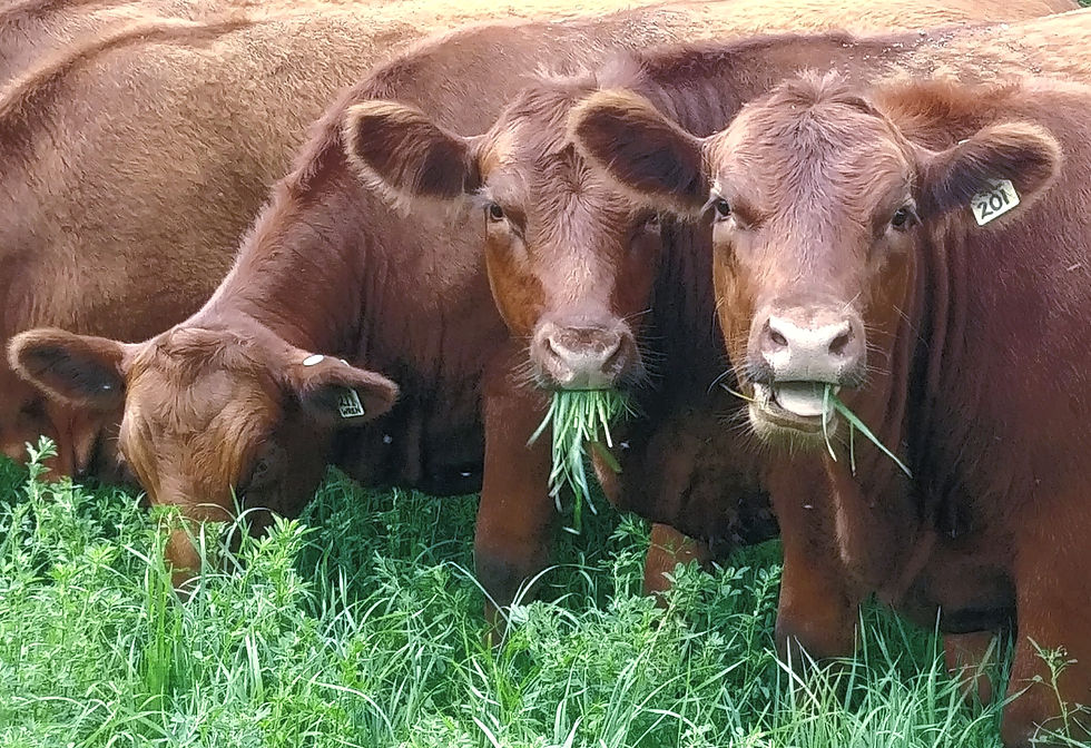Red Angus cattle eating fresh grass and alfalfa