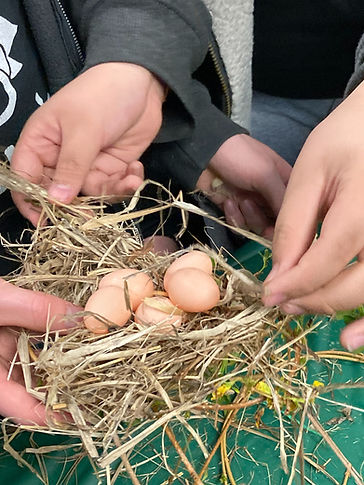 Birds Nest with hands.jpg