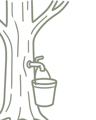Maple Tapping Tree.png