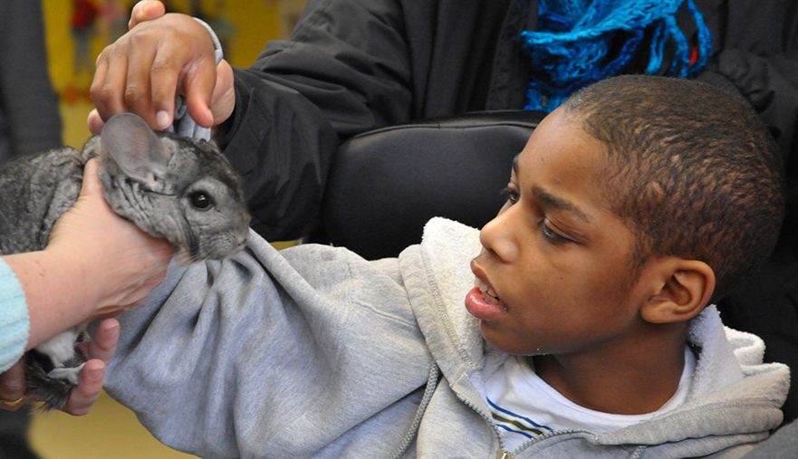 A young boy in a wheelchair is assisted in petting a chinchilla, experiencing a moment of joy and connection with the gentle creature.