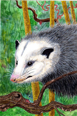 opossum6558.jpg