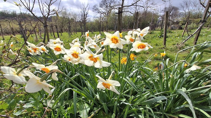 Yellow and white daffodils bloom in a lush green field under a partly cloudy sky, with leafless trees and a fence in the background.