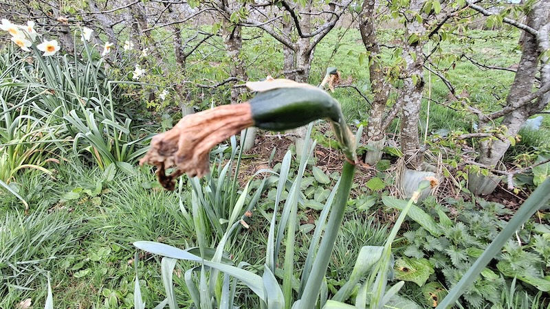Dried flower bud with a wilted petal on a tall plant, set in a lush green garden with trees and blooming daffodils in the background.
