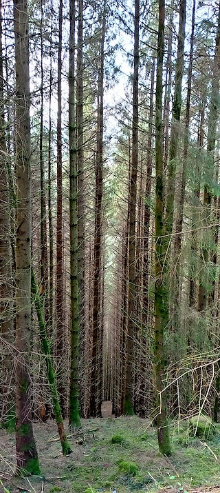 Tall trees in the forest