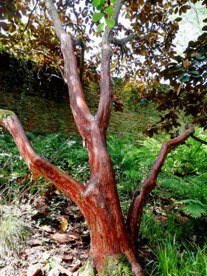 Tree at Geilston Gardens on visit from Appletree Cottage