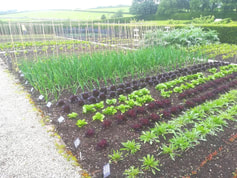 Immaculate kitchen garden at Geilston Gardens