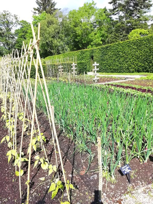 Climbing frames at Geilston Gardens vegetable garden