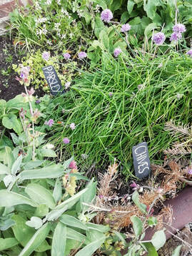 Chives in Appletree self catering herb garden loch lomond