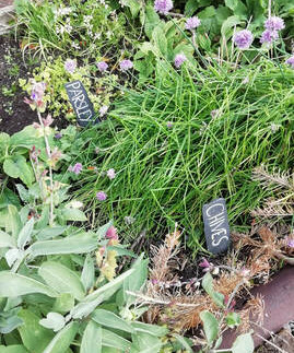 Chives in Appletree self catering herb garden loch lomond
