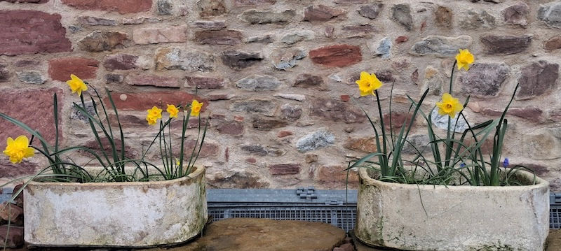 Yellow daffodils bloom in two stone planters against a rustic brick wall. The flowers and setting create a cheerful and natural ambiance.