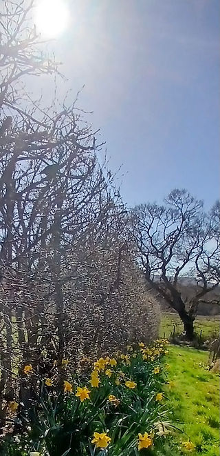 A line of yellow daffodils alongside a high hornbeam hedge. The sun is high in a blue sky and in the far distance there is a leafless oak tree. The picture is an image of springtime