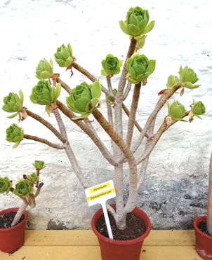 A spectacular Aeonium in the greenhouse at Geilston Gardens